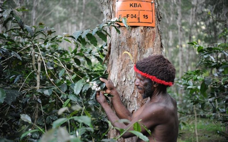 Kopi Papua